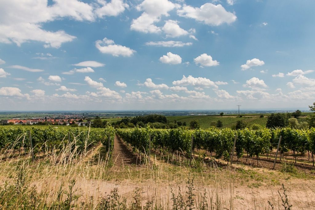 Paysage viticole en région bordelaise
contact Terra Innova Bordeaux