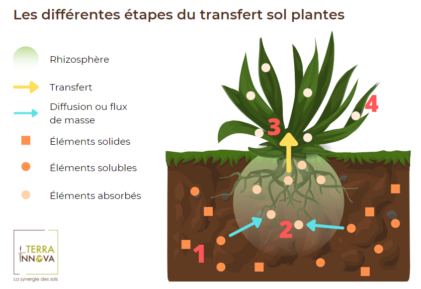 Les étapes des transferts sol plantes